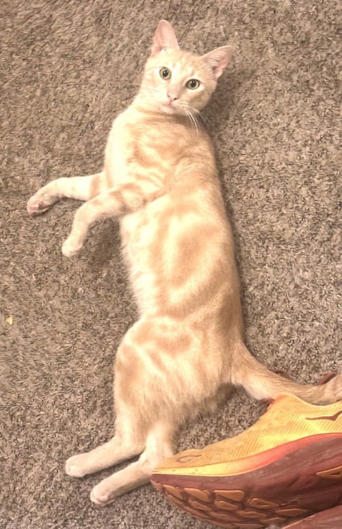 KITTY MARVELOUS MILO - Domestic Short Hair / Tabby available for adoption