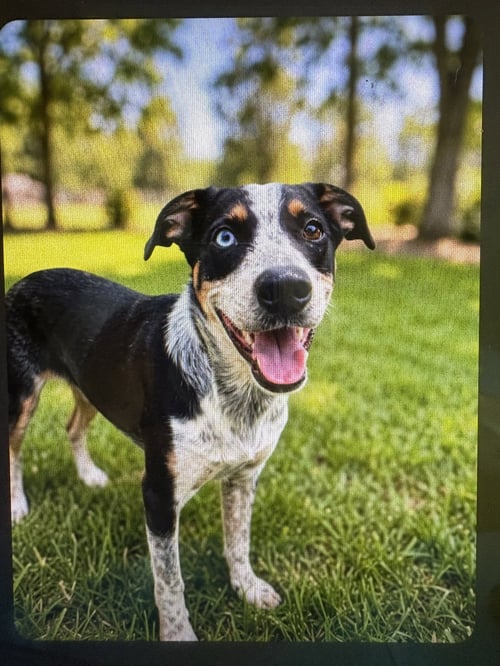 DASHING DOMINO - Australian Cattle Dog/Blue Heeler available for adoption