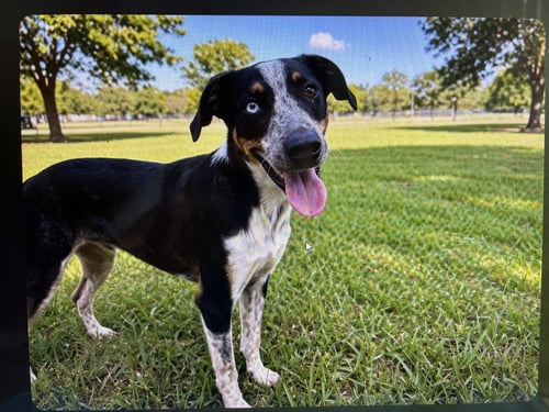 DASHING DOMINO - Australian Cattle Dog/Blue Heeler available for adoption
