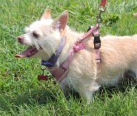MARVELOUS MISSY - Photo 4