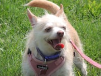 MARVELOUS MISSY - Photo 2
