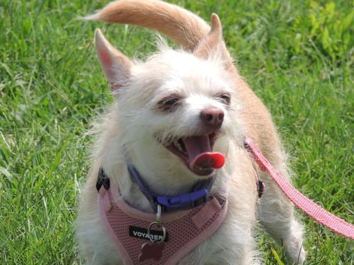 MARVELOUS MISSY - Chihuahua / Terrier available for adoption