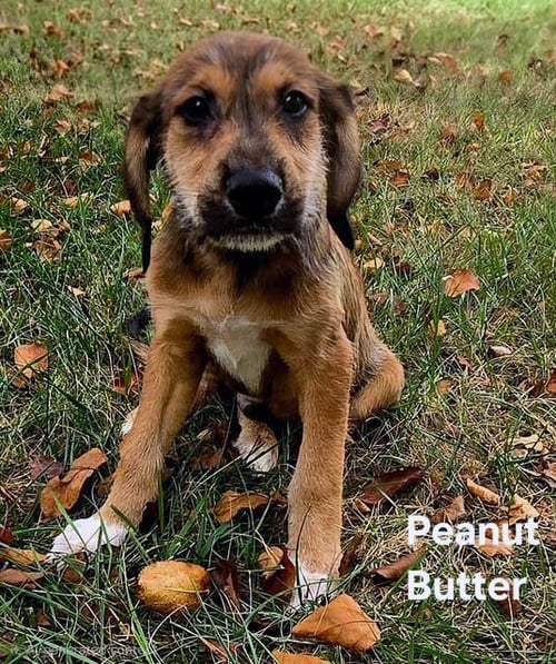 PUPPY PEANUT BUTTER - Hound available for adoption