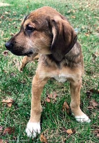 PUPPY PEANUT BUTTER - Photo 4