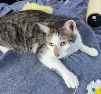 KITTEN CHESTER - Photo 4