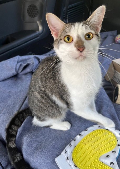 KITTEN CHESTER - Tabby available for adoption