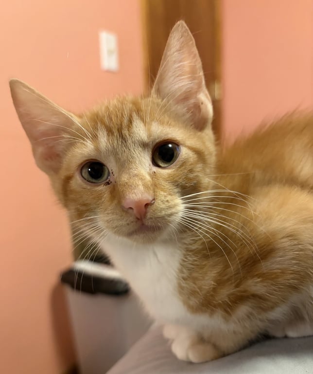 KITTEN SILAS Image