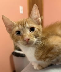 KITTEN SILAS - Photo 1