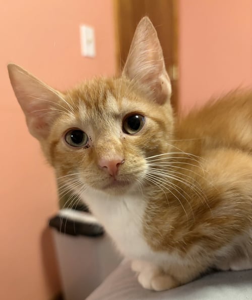 KITTEN SILAS - Tabby available for adoption