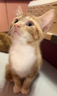KITTEN SILAS - Photo 2