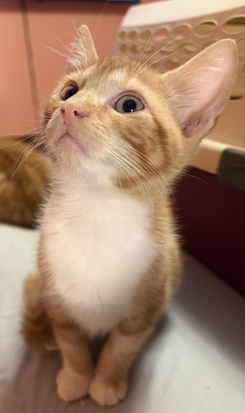 KITTEN SILAS - Tabby available for adoption