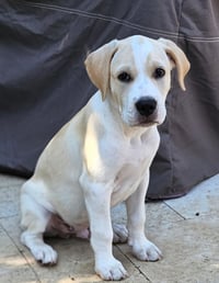 PUPPY BEAU - Photo 3