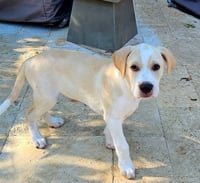 PUPPY BEAU - Photo 1