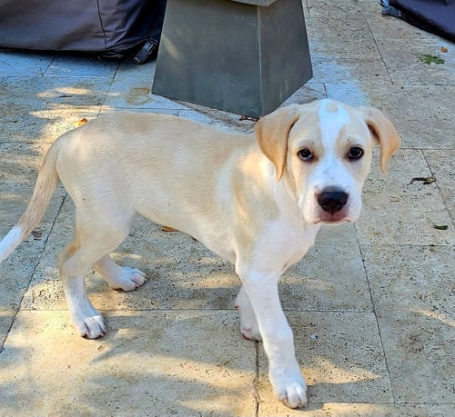 PUPPY BEAU - Golden Retriever / Hound available for adoption