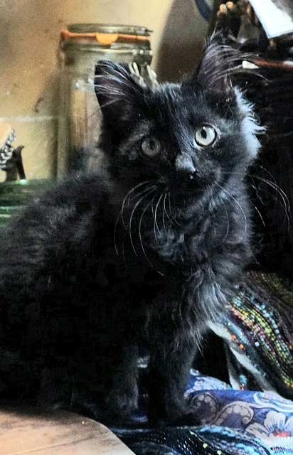 KITTEN JOURNEY - Tabby available for adoption