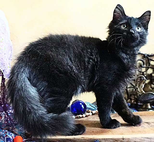 KITTEN JOURNEY - Photo 3