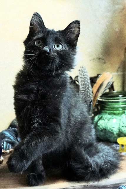 KITTEN JOURNEY - Photo 4