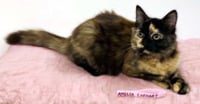 KITTEN AMELIA - Photo 3