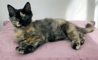 KITTEN AMELIA - Photo 1