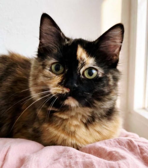 KITTEN AMELIA - Tortoiseshell available for adoption