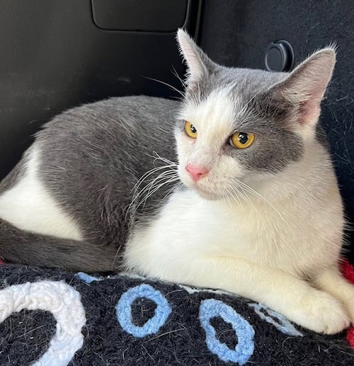 FEISTY FRED - Tabby available for adoption