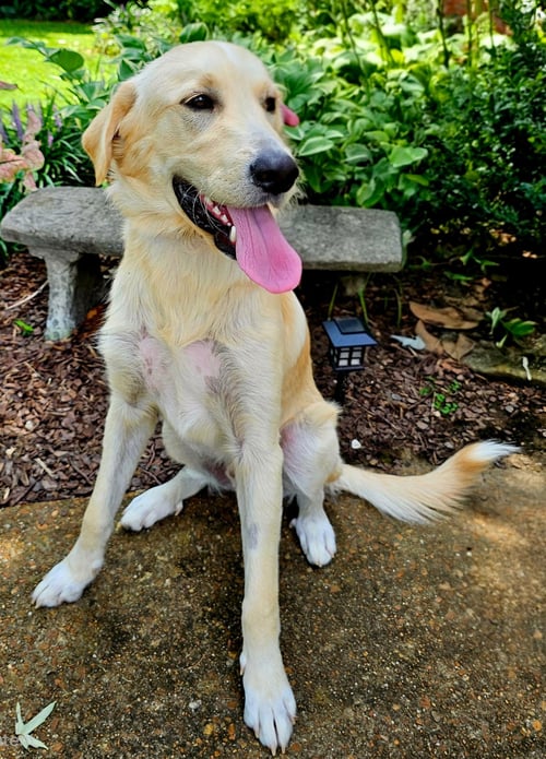 BRADLEY COOPER - Labrador Retriever available for adoption