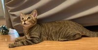 KITTEN SIERRA - Photo 3