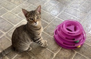KITTEN SIERRA - Tabby available for adoption