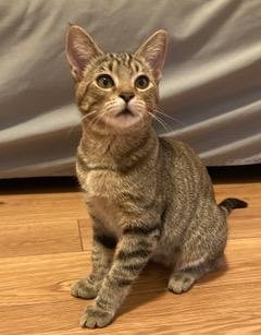 KITTEN SIERRA Image