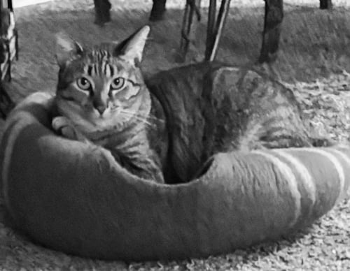 BRIGHT EYES - Tabby available for adoption