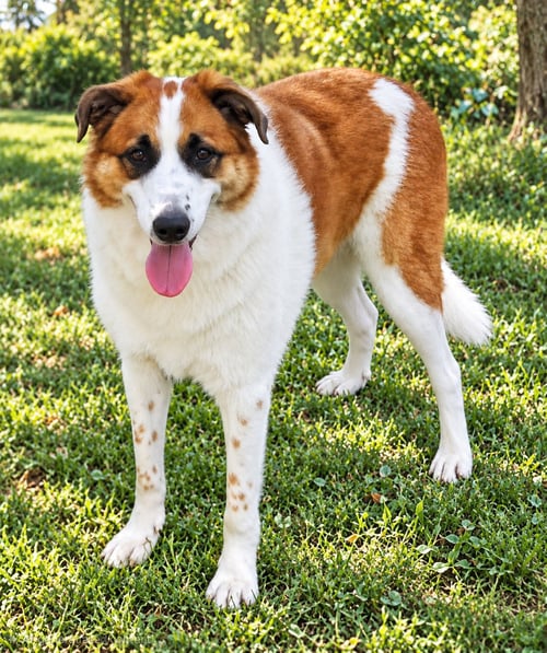 CHLOE - Great Pyrenees available for adoption