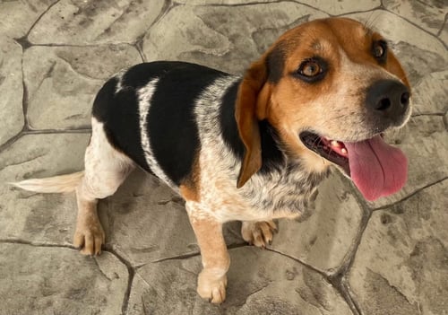 DEAN - Beagle available for adoption