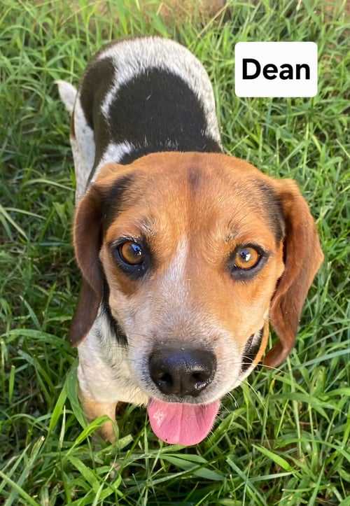 DEAN - Beagle available for adoption