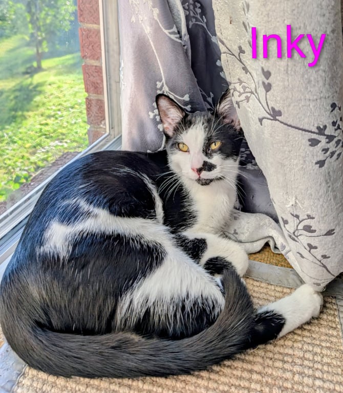 KITTEN INKY Image