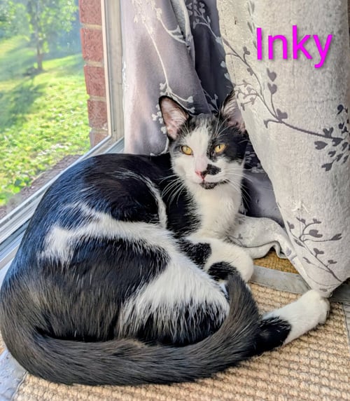 KITTEN INKY - Tuxedo available for adoption
