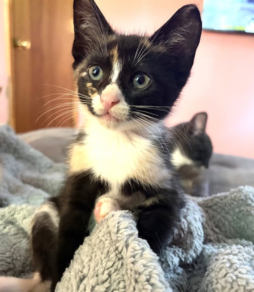 KITTEN IVY - Tuxedo available for adoption