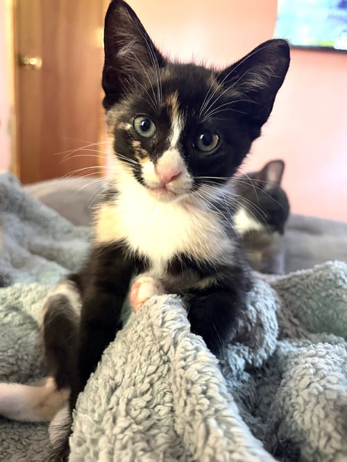 KITTEN IVY - Tuxedo available for adoption