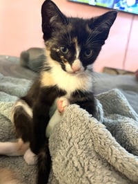 KITTEN IVY - Photo 3