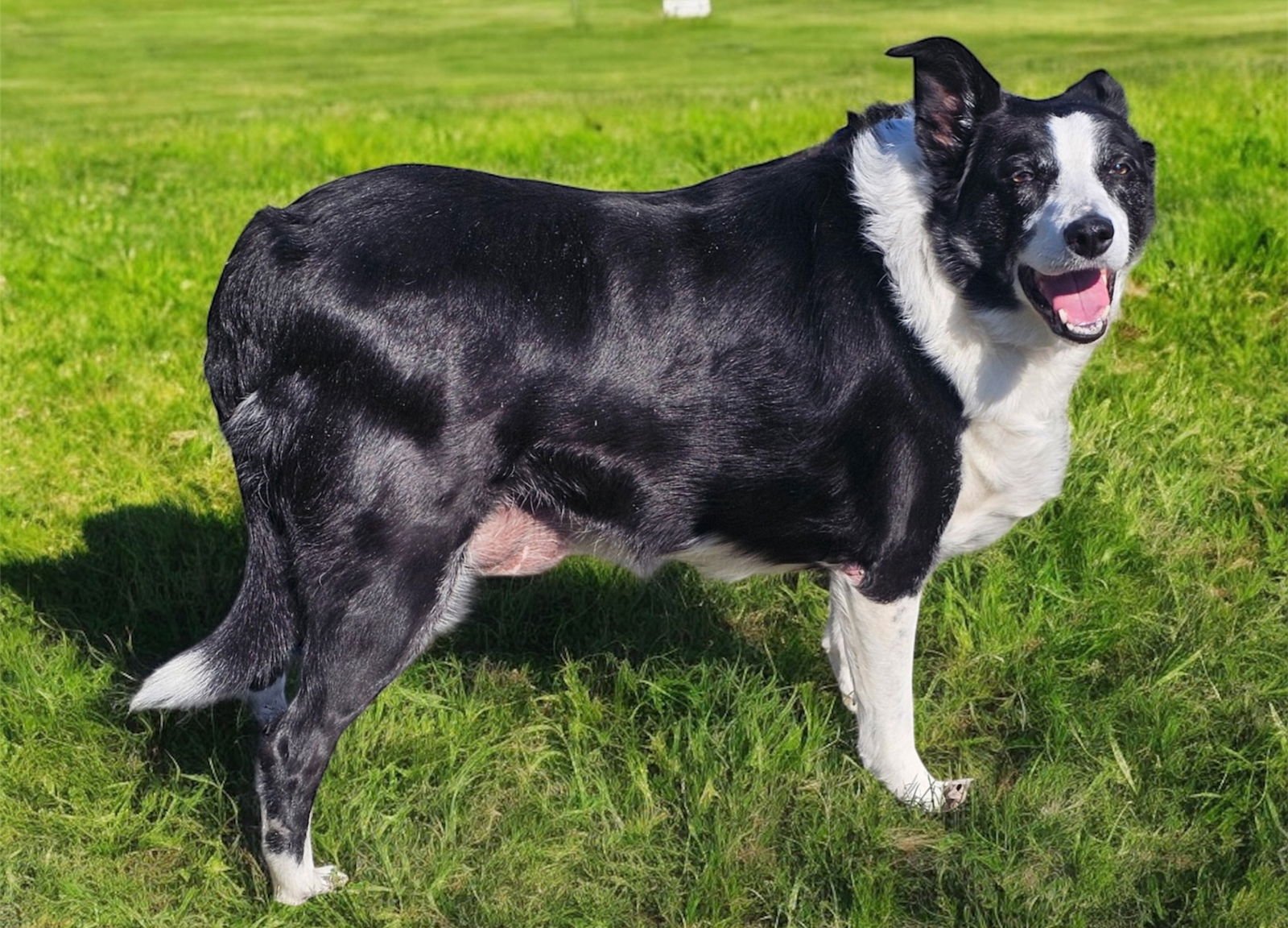 ROCK STAR - MRS RILEY RAY - Border Collie available for adoption