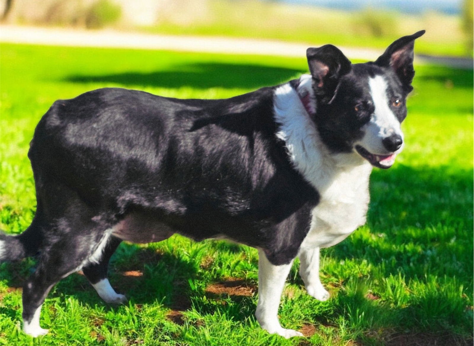 ROCK STAR - MRS RILEY RAY - Border Collie available for adoption