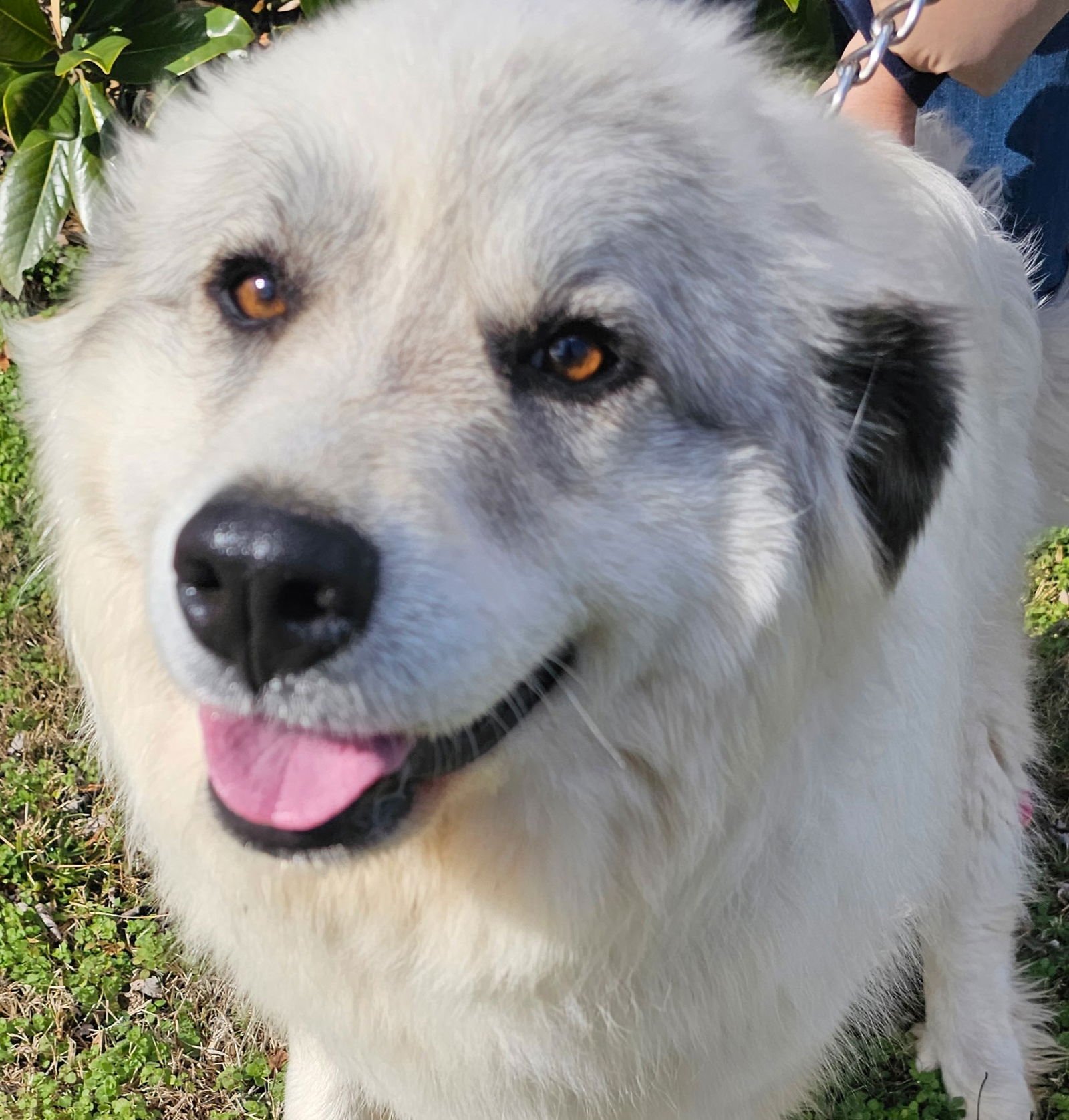 BEAUTIFUL BETSY - Great Pyrenees available for adoption