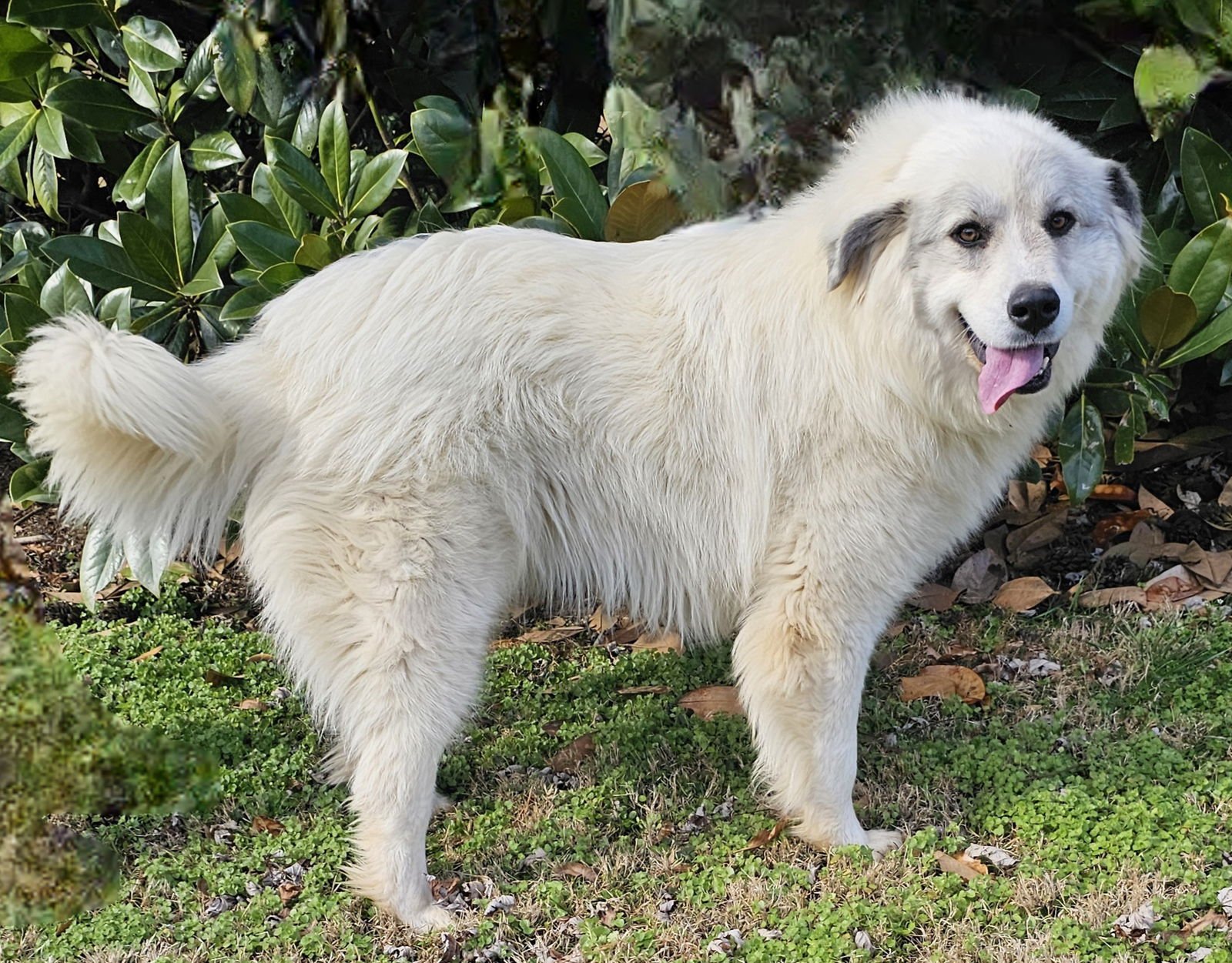 BEAUTIFUL BETSY - Great Pyrenees available for adoption