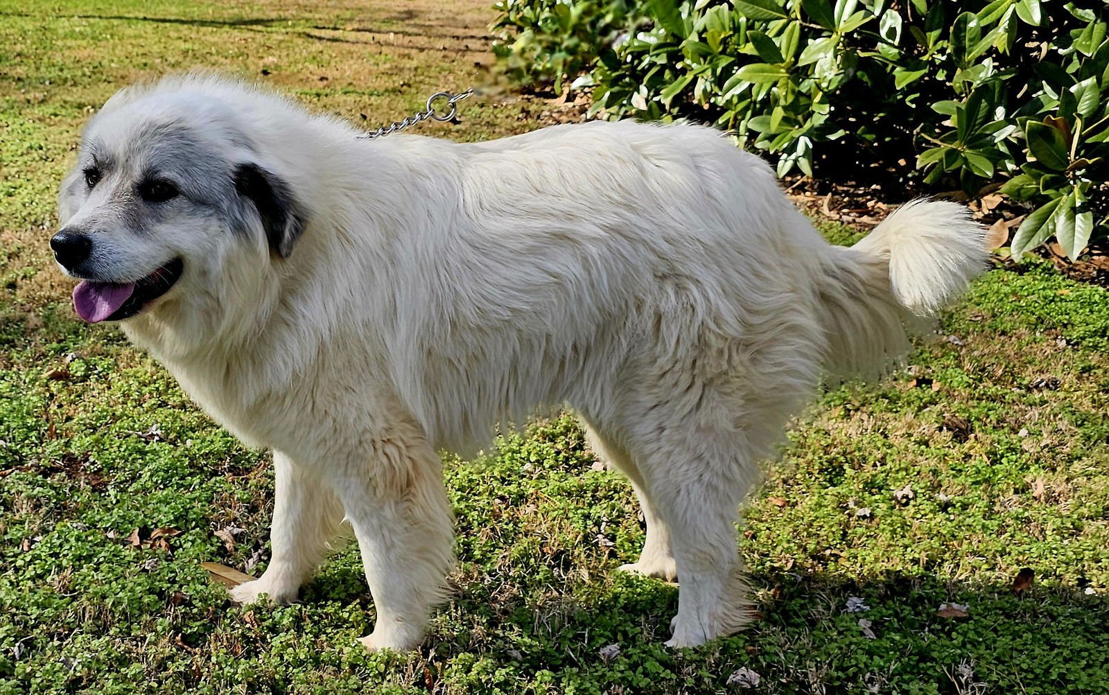 BEAUTIFUL BETSY - Photo 4