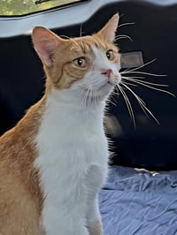 KITTEN CHEWY - Photo 4