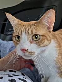 KITTEN CHEWY - Photo 3