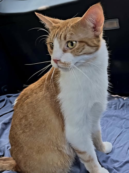 KITTEN CHEWY - Tabby available for adoption