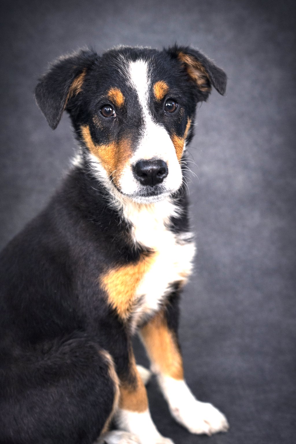 PUPPY BEAR - Collie / Australian Cattle Dog/Blue Heeler available for adoption