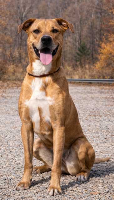 MARLEY - Catahoula Leopard Dog available for adoption
