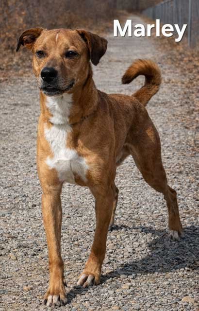 MARLEY - Photo 3