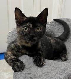KITTEN SKITTLES - Tortoiseshell available for adoption